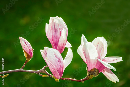 Close-up of a pink magnolia flowers on a twig, on a green blurred natural background