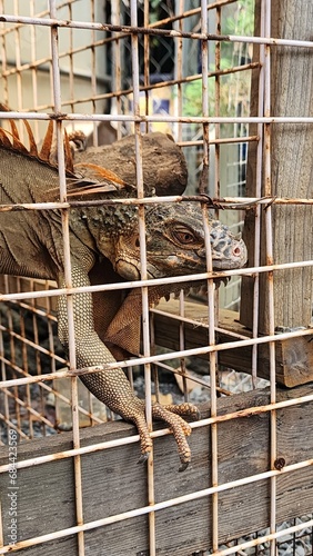 Iguana is kept in cages for tourists to visit. This reptile with a rugged appearance, quite similar to a prehistoric dinosaur, has attracted a lot of attention and love from many people.