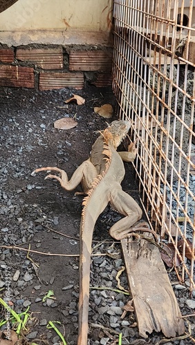 Iguana is kept in cages for tourists to visit. This reptile with a rugged appearance, quite similar to a prehistoric dinosaur, has attracted a lot of attention and love from many people.