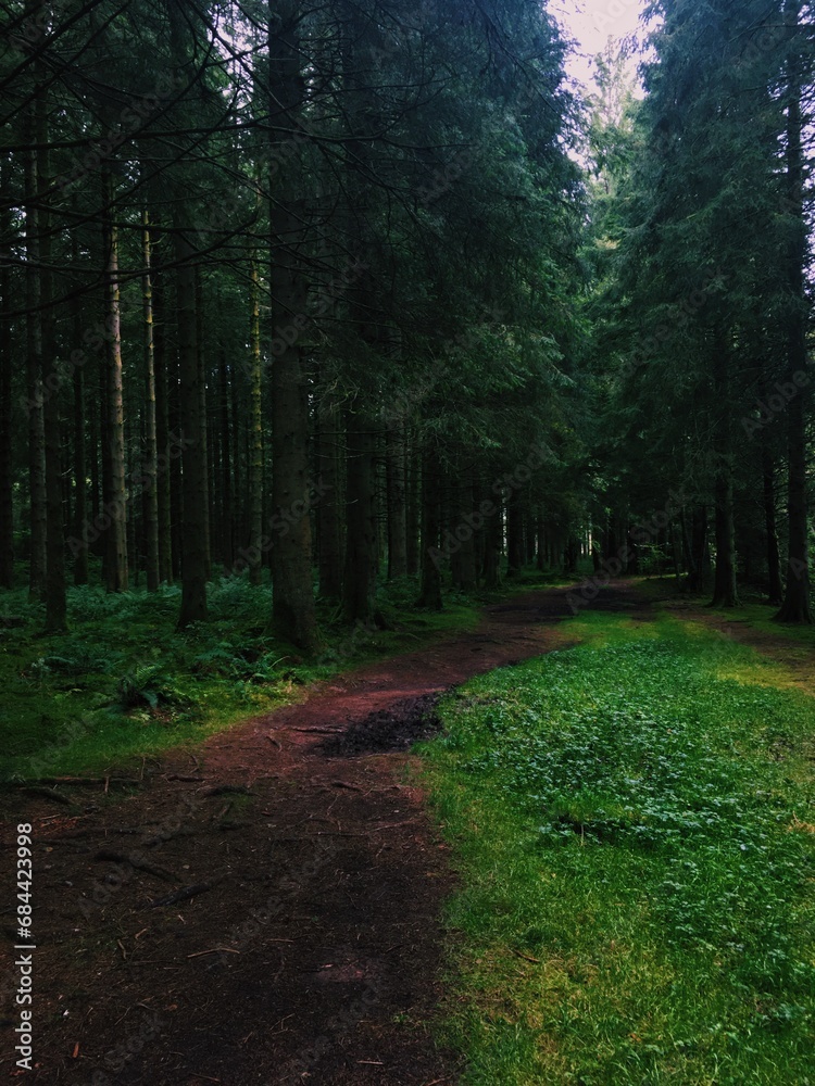 Fototapeta premium path in the woods