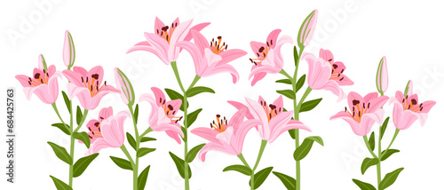 pink lilies, vector drawing flowers at white background, hand drawn botanical illustration