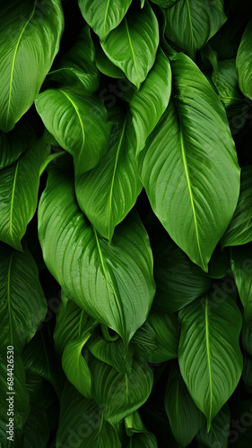 leaves of Spathiphyllum cannifolium abstract wallpaper