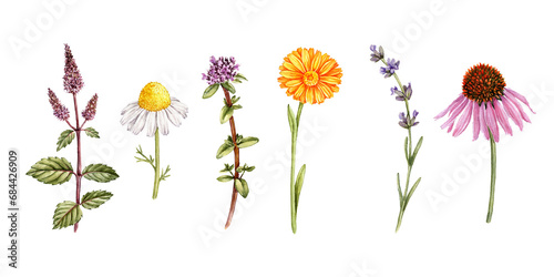 watercolor drawing medicinal plants ,peppermint, chamomile, thyme, calendula, lavender and echinacea, wild herbs, hand drawn illustration