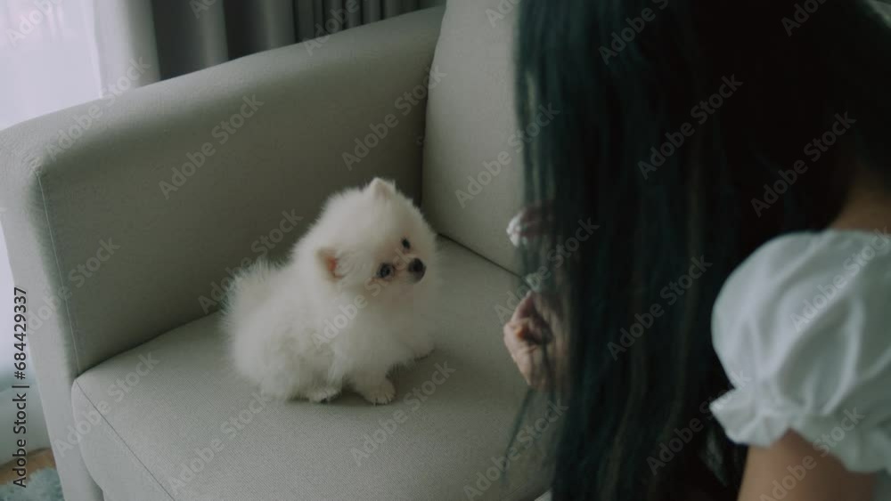 Black hair woman giving a treats for a cute little white spitz dog, sitting on her sofa in living room Black hair woman giving a treats for a cute little white spitz dog, sitting on her sofa in living room