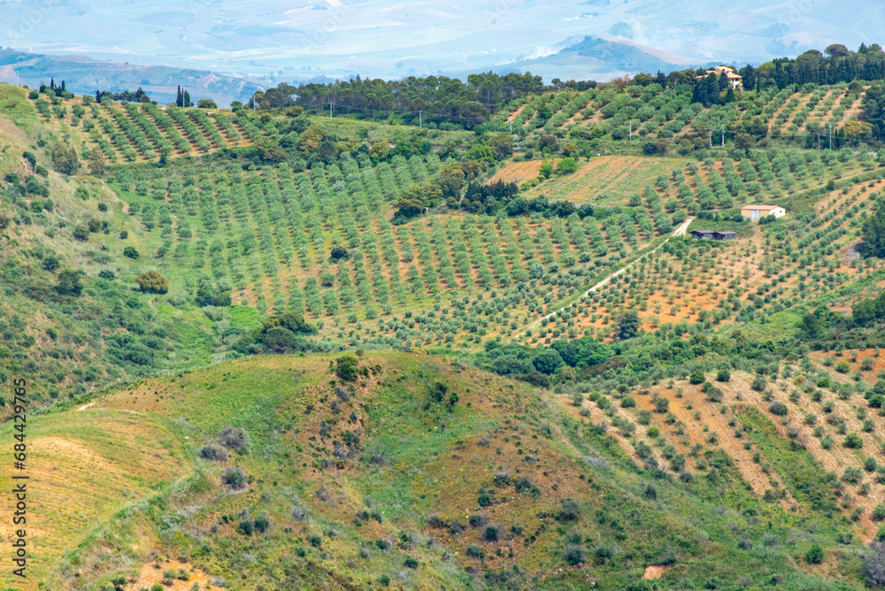 Agricultural Fields in Trapani Region - Sicily - Italy