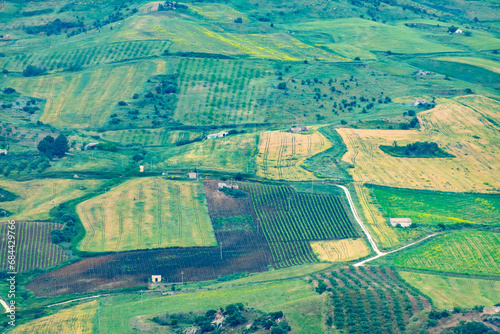 Catarratto Grapes Vineyard in Trapani Region - Sicily - Italy