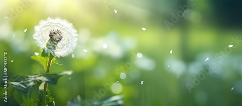 In the abstract beauty of nature  a delicate white dandelion stands tall among the green spring landscape  its fluffy seed floating gracefully in the summer breeze  captivating with its wildflower