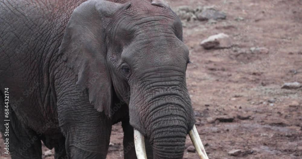 African Elephant Close-up, Wrinkled Face With Tusk. African Elephant Close-up, Wrinkled Face With Tusk.