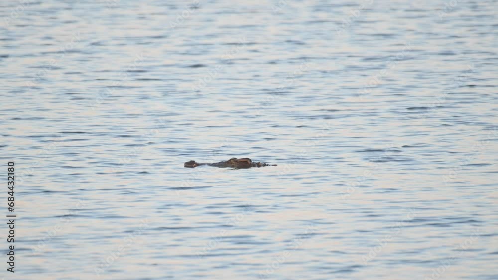 Seen with its head above the water going to the left while stalking for its prey, Siamese Crocodile Crocodylus siamensis, Thailand Seen with its head above the water going to the left while stalking for its prey, Siamese Crocodile Crocodylus siamensis, Thailand