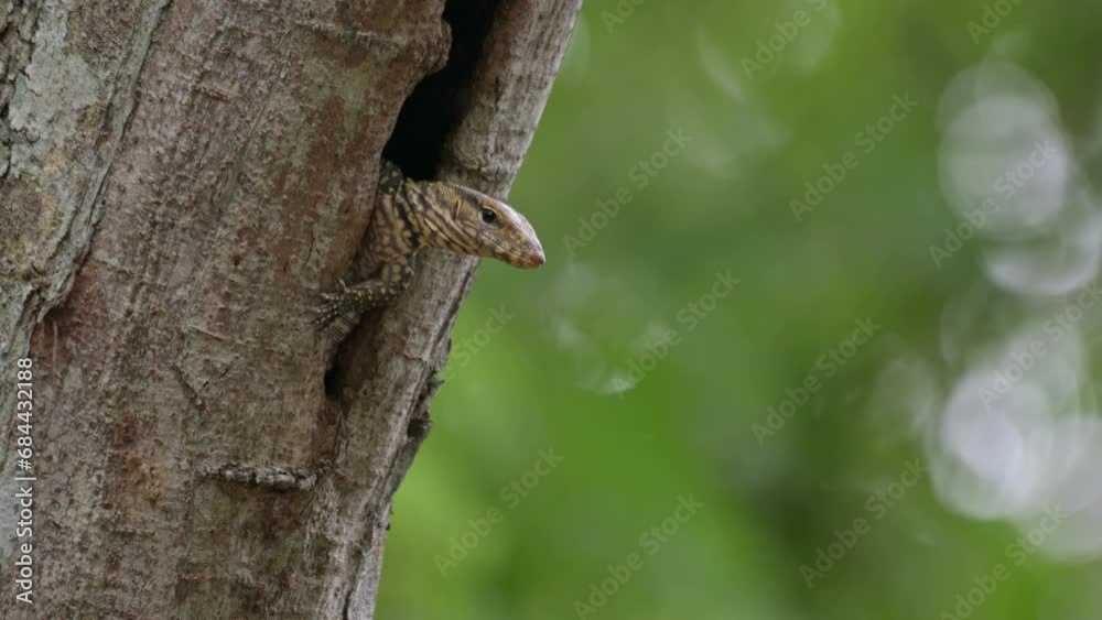 Peeking out of its burrow with a limb out as it looks intensely towards the right, Clouded Monitor Lizard Varanus nebulosus, Thailand Peeking out of its burrow with a limb out as it looks intensely towards the right, Clouded Monitor Lizard Varanus nebulosus, Thailand