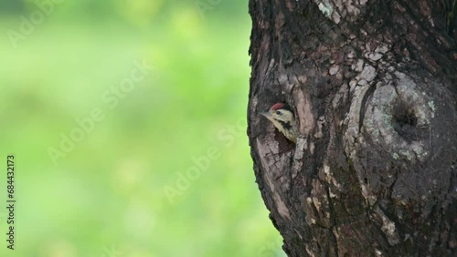 A nestling waiting for its parents to come and feed while the camera zooms out, Speckle-breasted Woodpecker Dendropicos poecilolaemus, Thailand photo