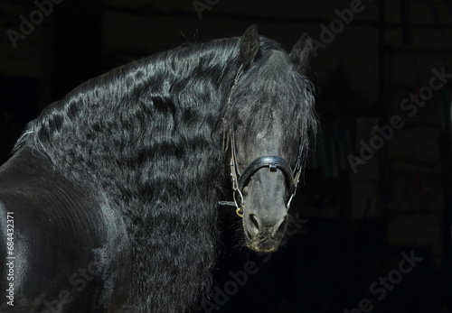 Friesian black horse portrait in a dark stable photo