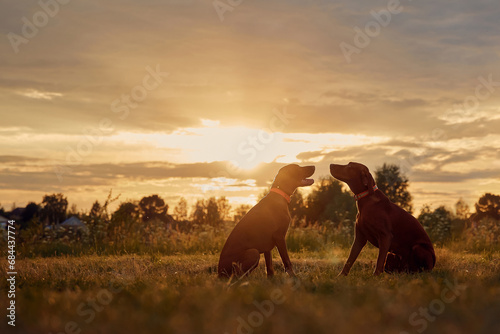 Fototapeta Naklejka Na Ścianę i Meble -  Two brown dogs of the Hungarian Vizsla breed are sitting in nature and looking at the sky and sunset. Summer evening, meadow. Concept for lifestyle, food and pet products.