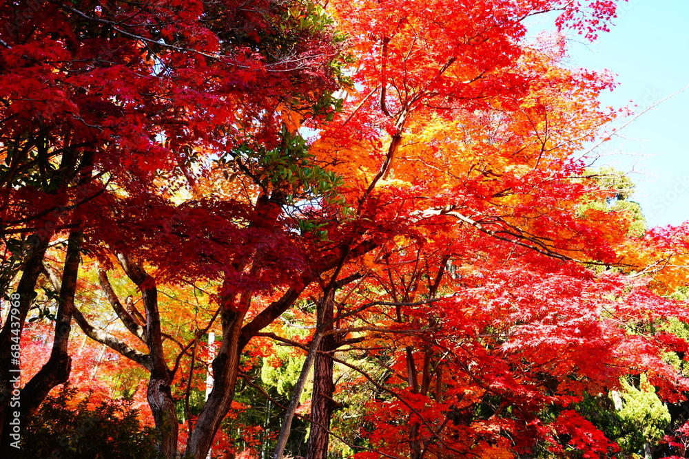 幻想的な紅葉の風景