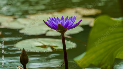 Purple lotus flowers are blooming in the pond