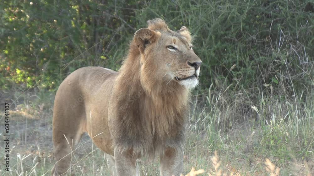 A young male lion standing and looking around while sniffing the air. A young male lion standing and looking around while sniffing the air.