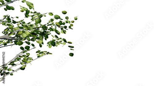 tree leave nature transparent cut out forest isolated background 3d render.