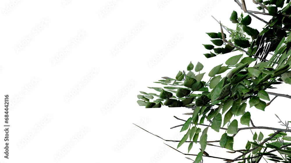 tree leave nature transparent cut out forest isolated background 3d render. tree leave nature transparent cut out forest isolated background 3d render.