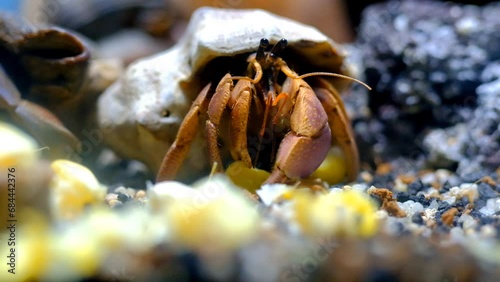 Animal Videography. Animal Close up. Footage of Purple Hermit Crab (Coenobita Brevimanus) eating corn kernels. Animal behavior. Shot in Macro lens with 4K Resolution photo