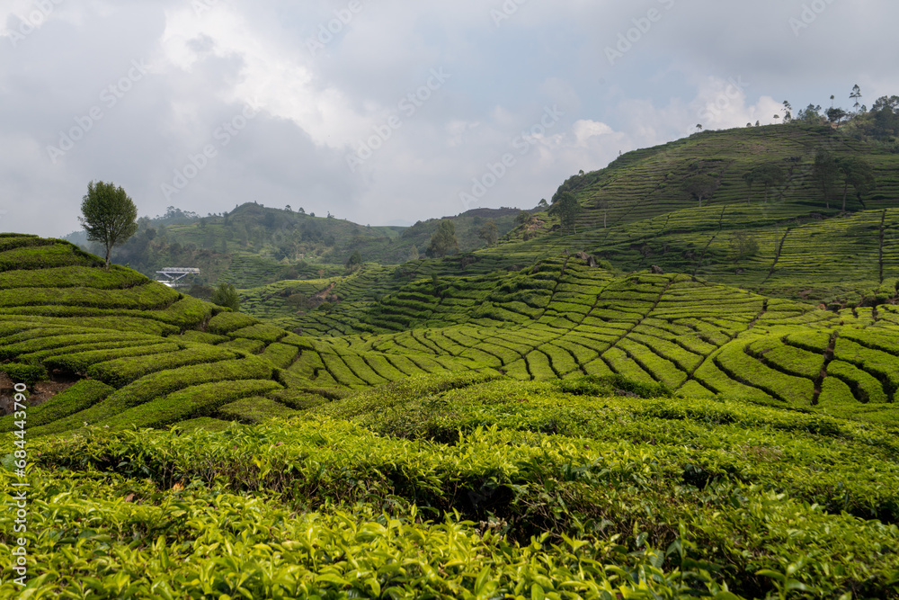 Tea plantations in the mountains of Indonesia