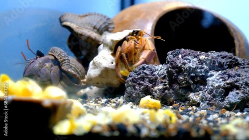 Animal Videography. Animal Close up. Time lapse Footage of Purple Hermit Crab (Coenobita Brevimanus) eating corn kernels. Animal behavior. Shot in Macro lens with 4K Resolution photo