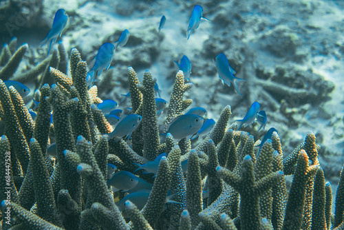 Underwater picture of a big group of blue fishes hiding between the corals in the Ningaloo reef national park. Beautiful marine life of Exmouth, Australia photo