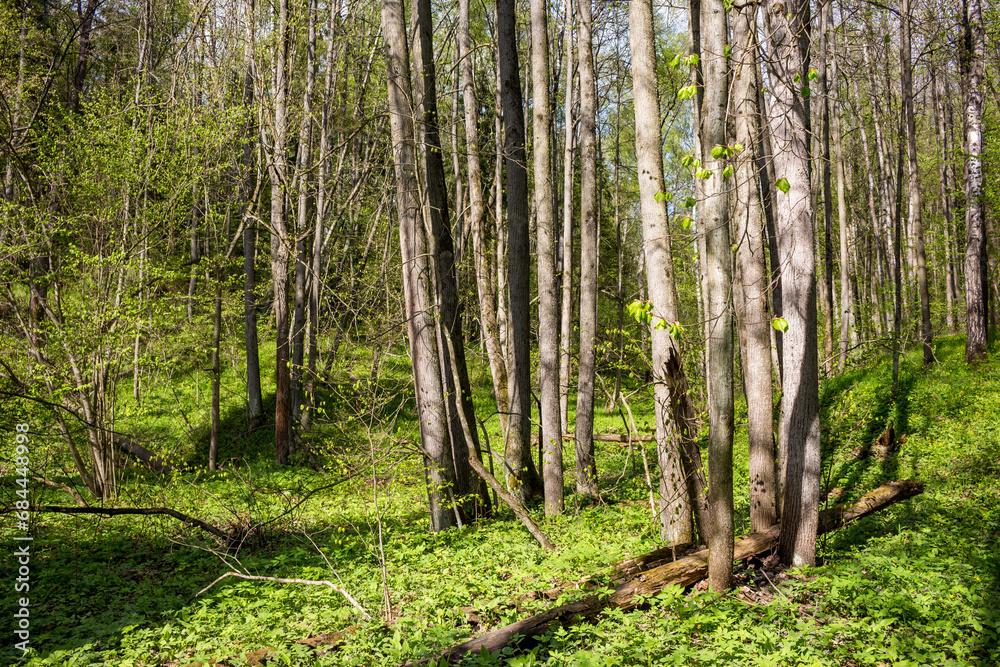 Fototapeta premium Sunny forest with bright green grass and foliage