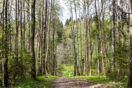 Forest path going downhill  walk in a forest park