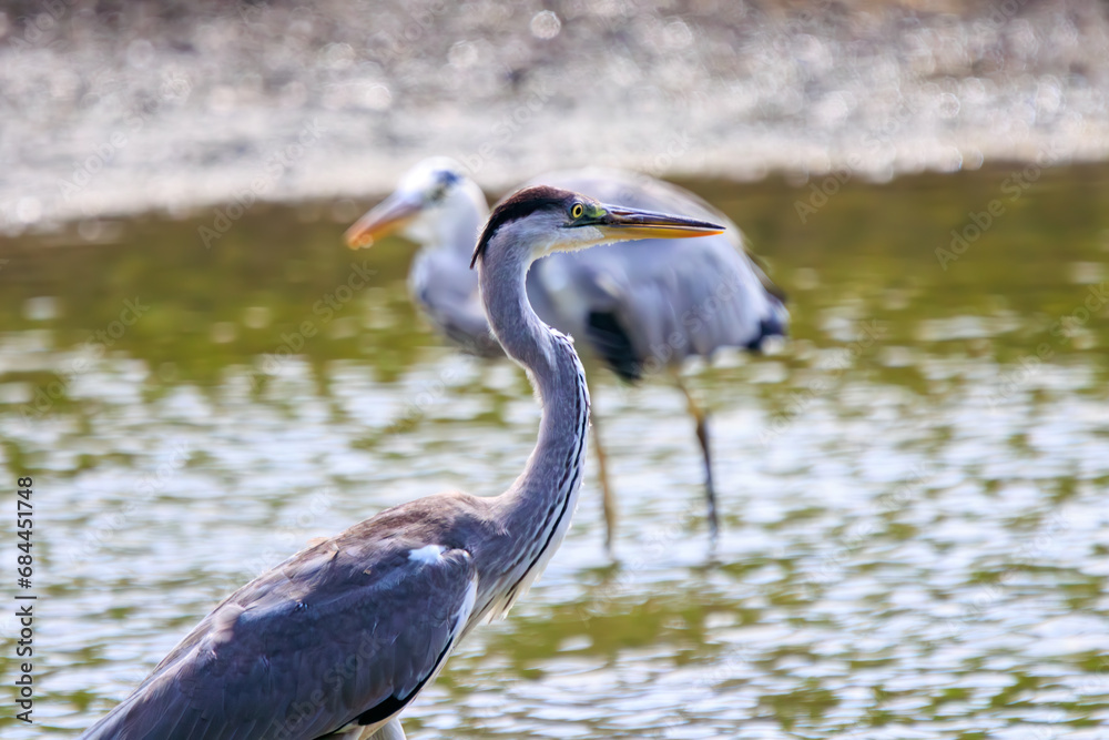 Fototapeta premium 休憩中の美しいアオサギ（サギ科）。日本国東京都江戸川区、葛西臨海公園にて。 2023年8月14日撮影。Beautiful Grey Heron (Egret family) taking a break.At Kasairinkai park, Edogawa-ku, Tokyo, Japan, photo by August 14, 2023. 