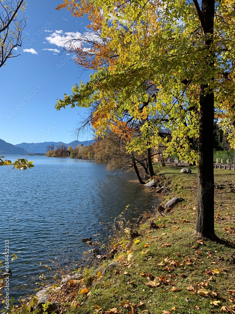Jahreszeit Herbst am Lago Maggiore - See im Kanton Tessin in der Schweiz. Bäume am Seeufer, mit herbstlich bunten, gelben Blätter am Seeufer mit Blick auf Die Stadt Locarno und Ascona