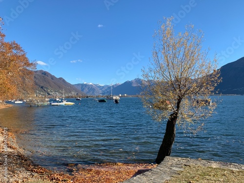 Jahreszeit Herbst am Lago Maggiore - See im Kanton Tessin in der Schweiz. Baum mit herbstlich bunten Blätter am Seeufer mit Booten - Segelschiffe und Blick auf Magadinoebene, Gambarogno und die Berge  photo