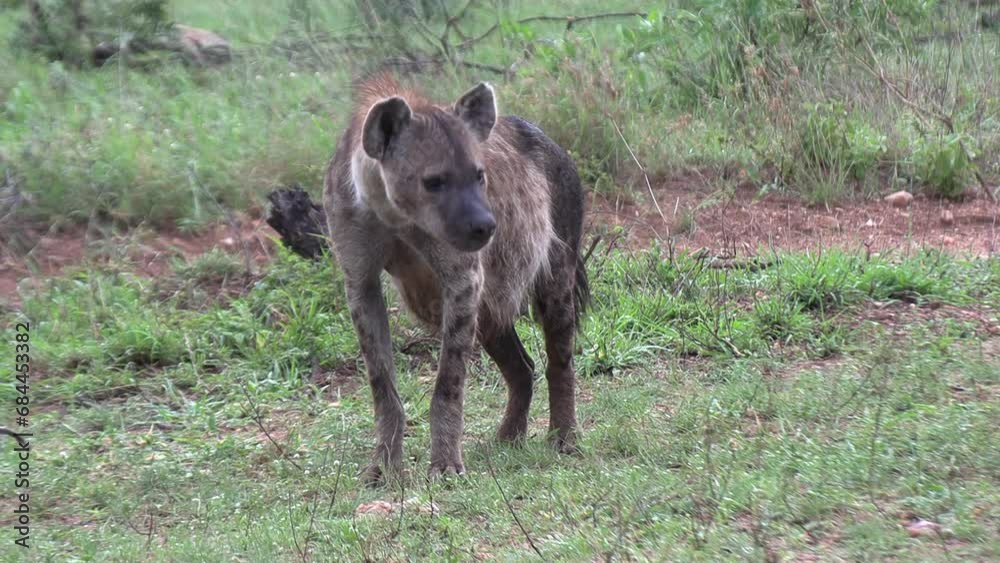 A spotted hyena vocalizing, with its head low to the ground to amplify the sound. A spotted hyena vocalizing, with its head low to the ground to amplify the sound.