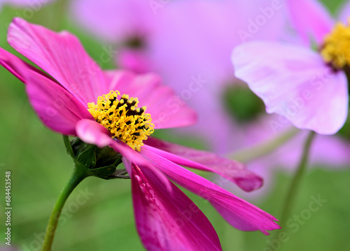 秋の野原に咲くピンクのコスモスの花