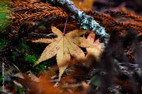 色とりどりの紅葉したモミジの落葉のクロースアップ © 孝之 藤野
