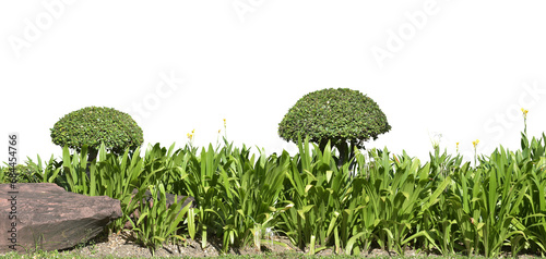 Bonsai hedge trimmer and green hedges (shrubs).
Heliconia is a herbaceous plant with underground rhizomes. with red-orange flowers
popularly planted as a natural fence
Isolated on white background.