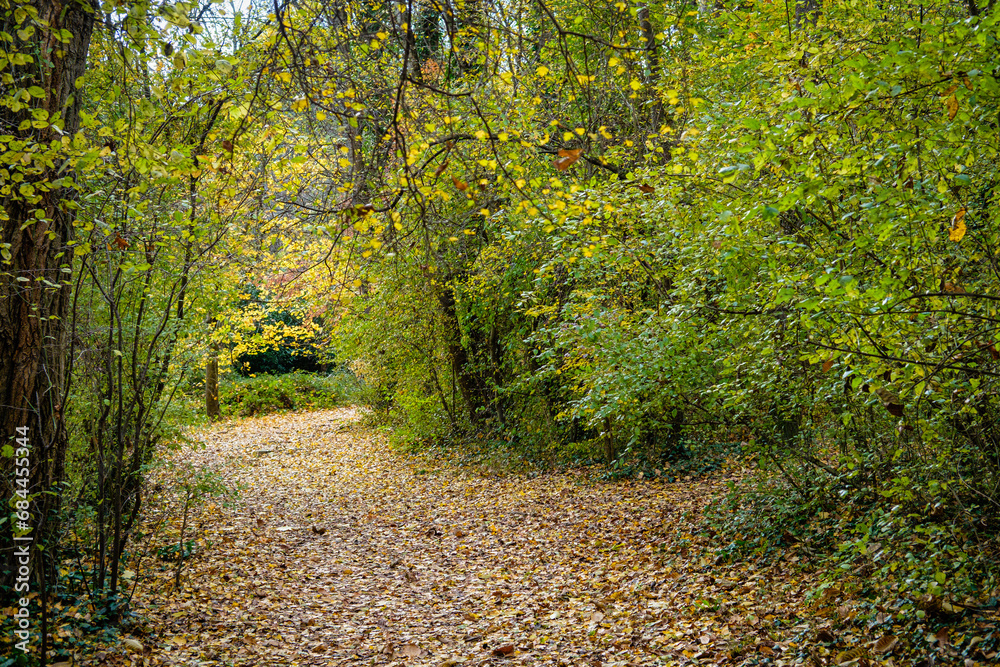 Fototapeta premium Automne dans les bois