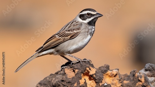 In the arid and dry landscapes of the Southwestern Country, an American songbird known as the Black throated Sparrow (Amphispiza bilineata) perches on a birdfeeder, displaying its distinctive black