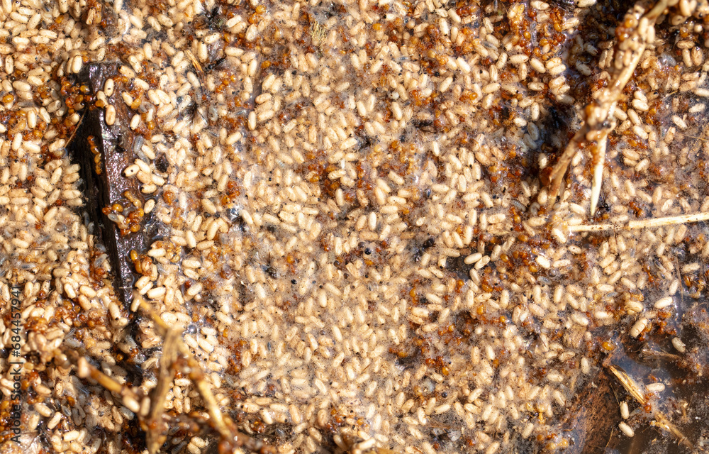 Close up of red ant eggs. Macro Close up of red ant eggs. Macro