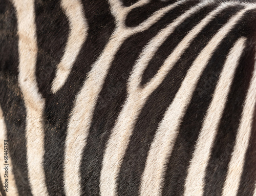 Zebra stripes as an abstract background. Texture