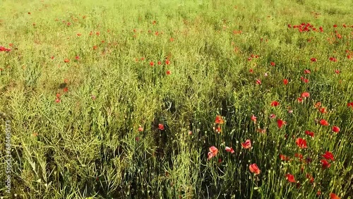 Blooming red poppy flowers in green agriculture meadow, low angle aerial view photo