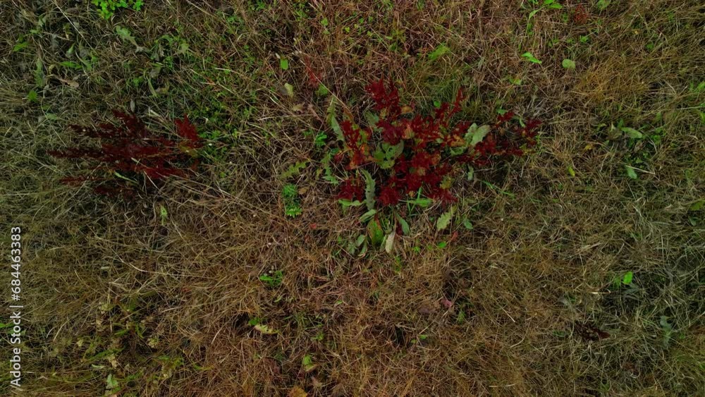 Slow zoom out shot over a section of dead grass. Slow zoom out shot over a section of dead grass.