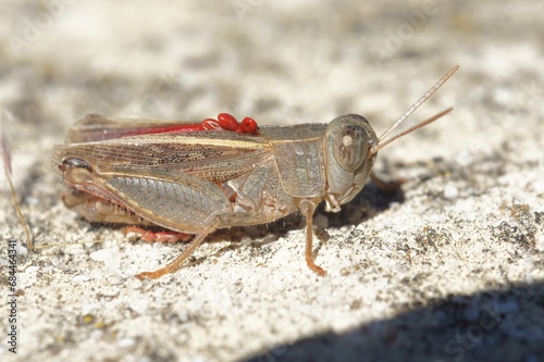 Closeup on an adult Italian locust, Calliptamus italicus, sitting on a stone , with red eggs of a parasite on it's back. photo