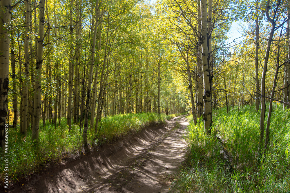 Fall aspen trees on the Medano Pass primitive road in the Rocky Mountains in Colorado United States Fall aspen trees on the Medano Pass primitive road in the Rocky Mountains in Colorado United States