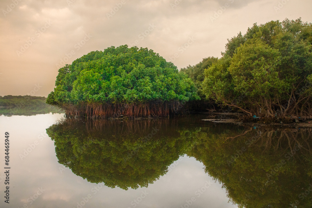 Obraz premium Mangrove forest with reflection along with yellow sky, Mangrove forest with greenish in nature near the sea, Plants grown in river water and sea water 