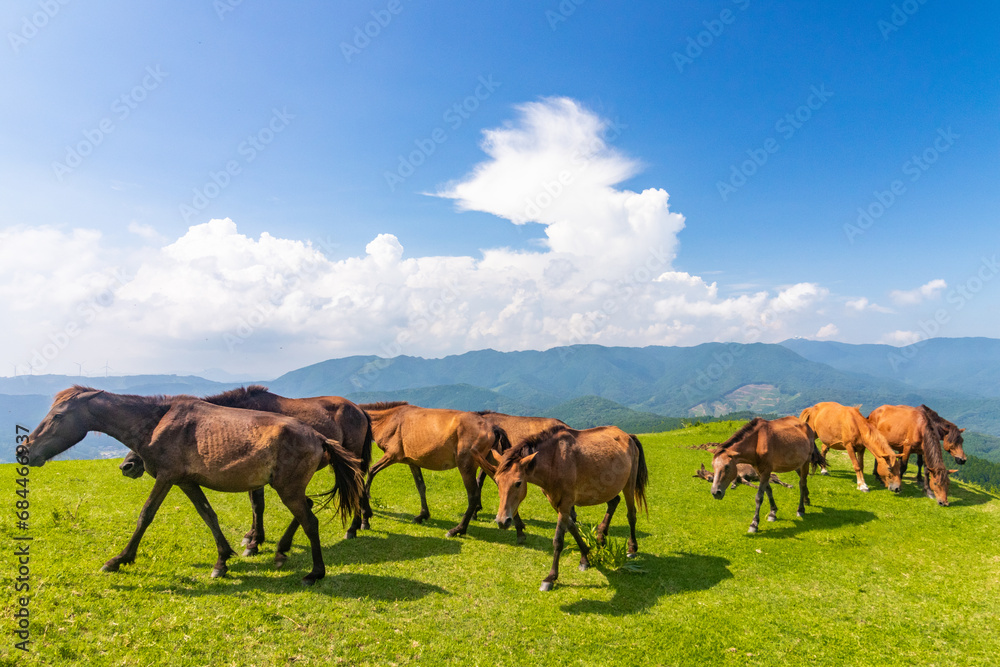 都井岬の馬の群れ