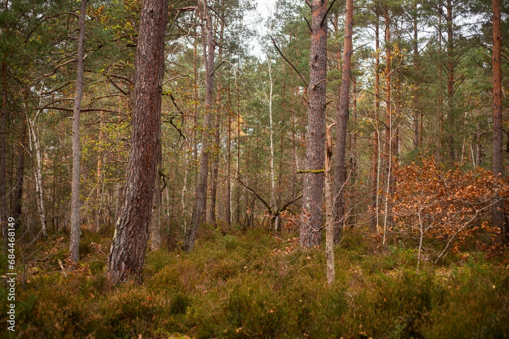 Obraz premium Scenic view of Trois Pignons Forest in Fontainebleau, France in autumn