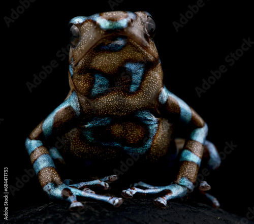 Bild auf Leinwand Green and black dart frog (Dendrobates auratus) Highland Bronze