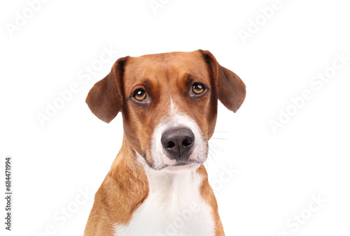 Isolated dog looking at camera. Front view. Headshot of cute puppy dog with longing, waiting or confident face expression. Female Harrier mix, 2 years old. White background. Selective focus. © Petra Richli
