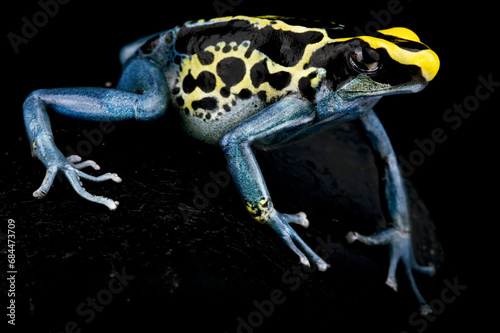 Dyeing poison dart frog (Dendrobates tinctorius) "Patricia", Suriname