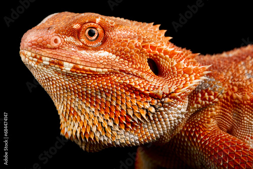 Bearded dragon (Pogona vitticeps)